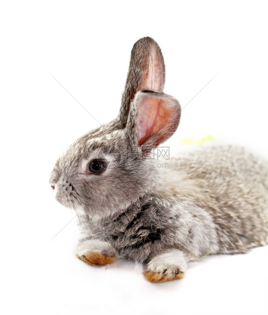 灰兔宏观白色哺乳动物农业宠物毛皮灰色荒野乐趣野兔图片
