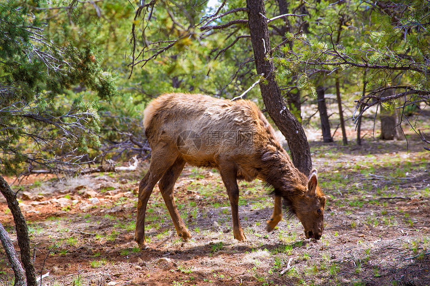 在亚利桑那大峡谷公园放牧鹿鹿公园树木麋鹿动物松树假期太阳树干森林旅行图片