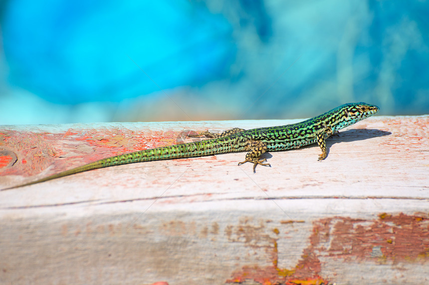 Podarcis 慈善食谱器蜥蜴热带木头太阳爬虫粮食环境身体尾巴眼睛图片