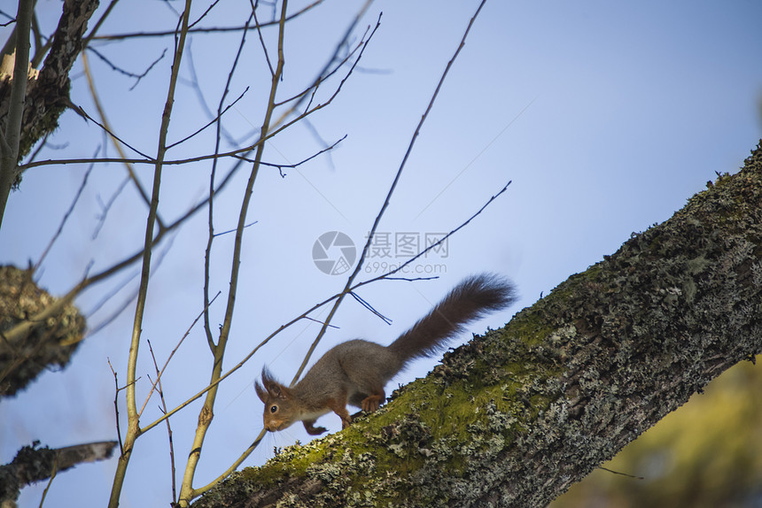 松鼠爬入树上生物警报尾巴耳朵荒野毛皮哺乳动物松树野生动物森林图片