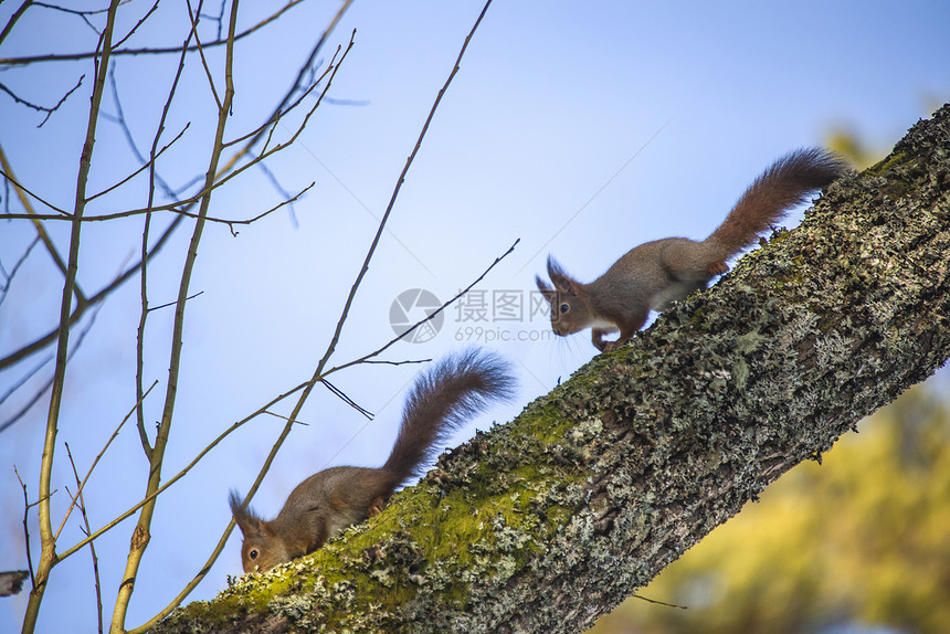 松鼠爬入树上植物毛皮尾巴生物耳朵荒野哺乳动物野生动物森林松树图片