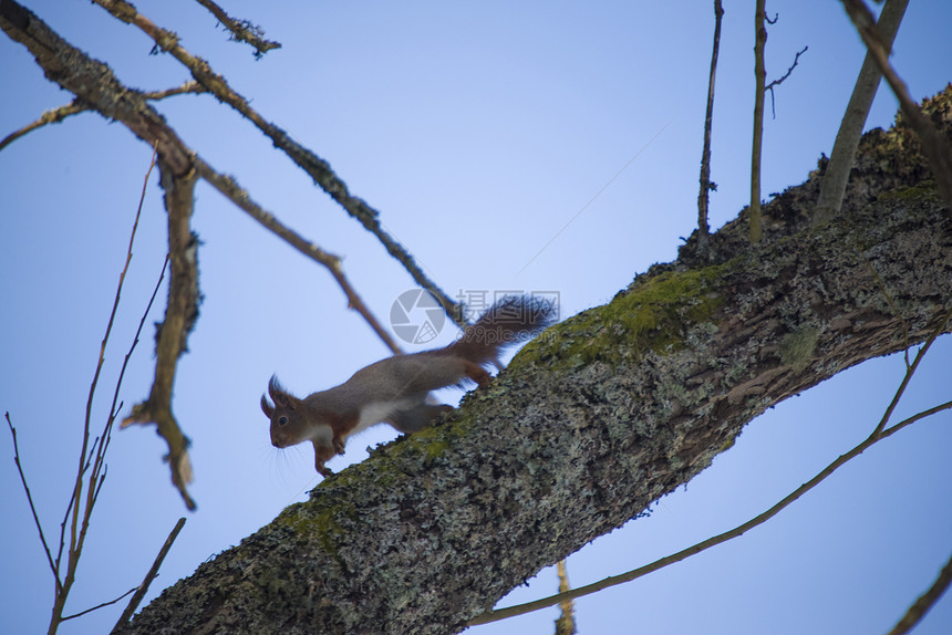 松鼠爬入树上植物荒野毛皮耳朵松树尾巴警报生物森林动物图片