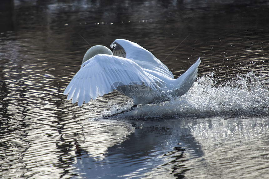 Swan 降落在Tista河 图3羽毛野生动物脖子美鸟镜子动物海浪运动天鹅翼展图片