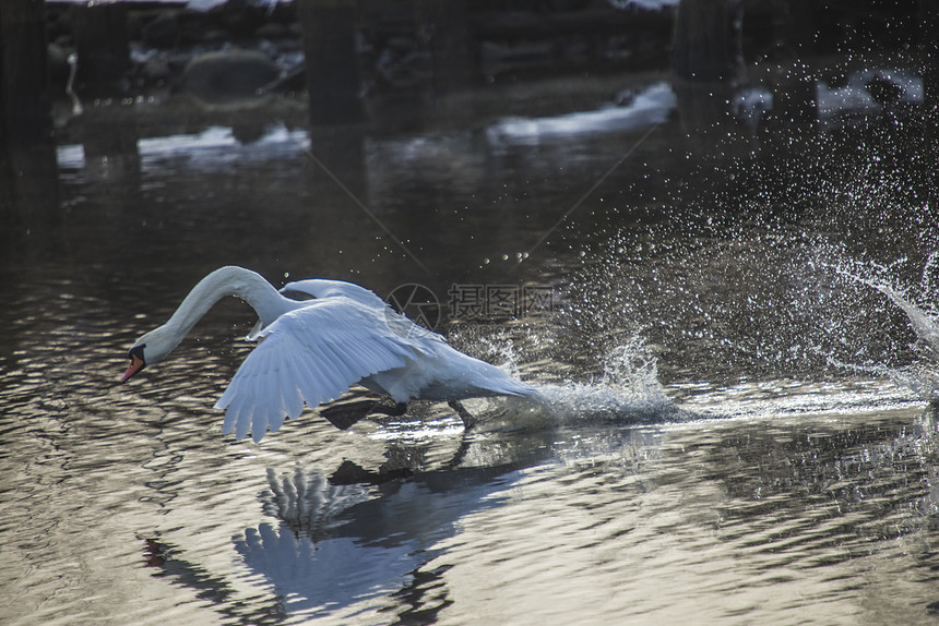 Swan 降落在蒂斯塔河 图2野生动物脖子动物翼展羽毛海浪反射荒野运动天鹅图片