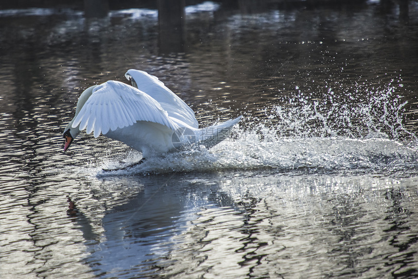 Swan 降落在Tista河 图4翼展美鸟脖子动物镜子羽毛野生动物荒野海浪翅膀图片