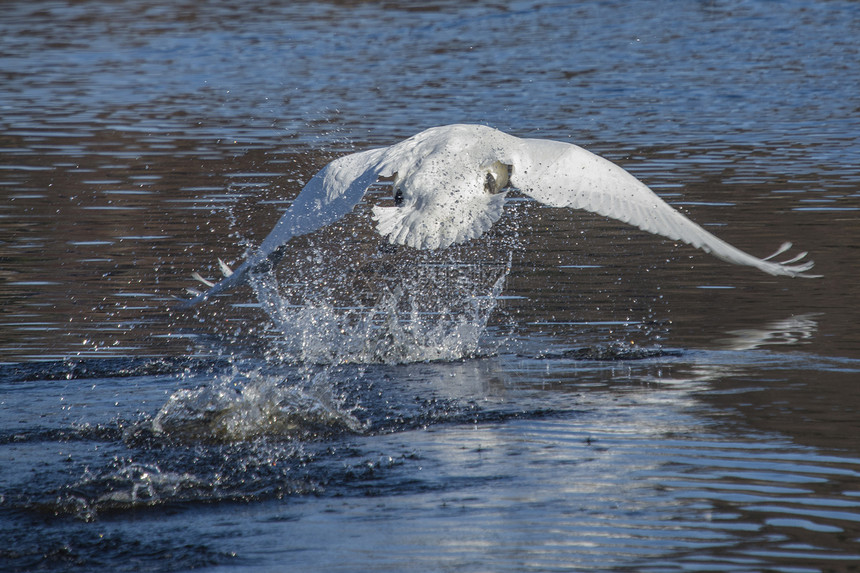 天鹅从河上起飞 图1荒野羽毛翅膀脖子运动动物蓝色动物群飞行水禽图片