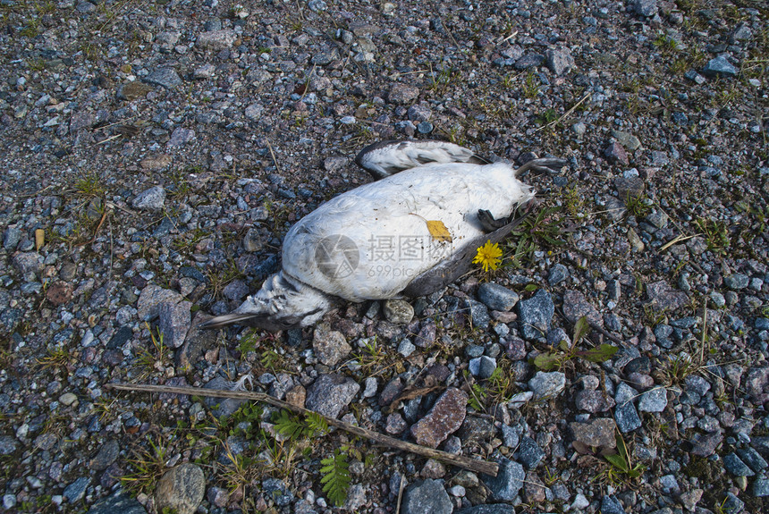 死海鸟生活海豹死亡海雀海洋鸟类壁架藻类动物翅膀图片