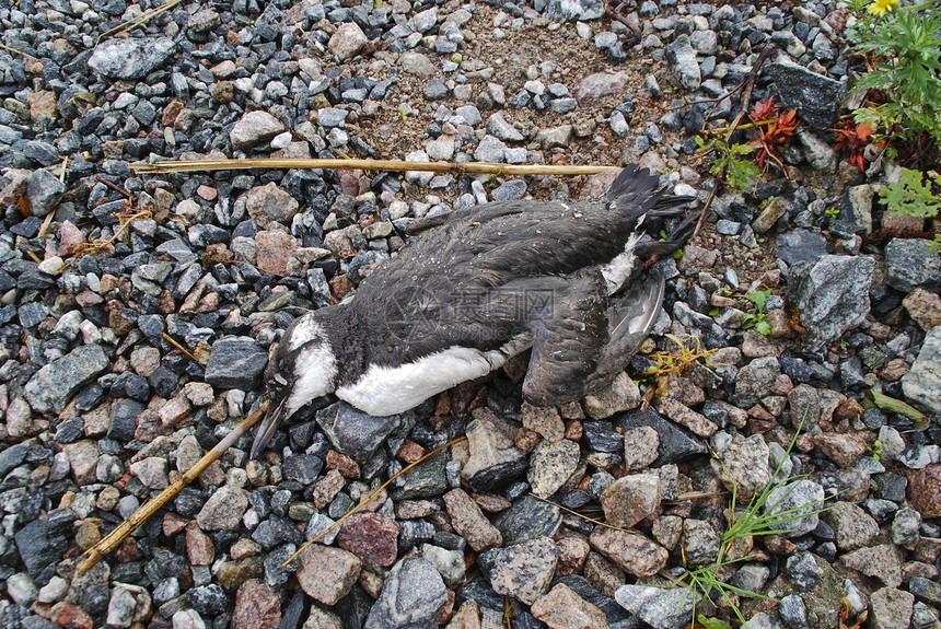 死海鸟海洋荒野殖民地壁架生活居住游泳动物羽毛海雀图片