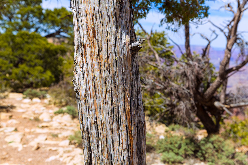 亚利桑那大峡谷Juniper树干纹理太阳树木绿色假期风景天空森林峡谷公园松树图片