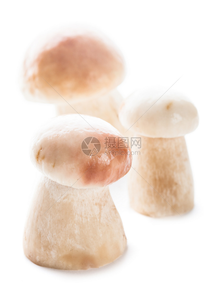 Ceps 与世隔绝白色食物季节性烹饪森林美食常委菌类荒野团体图片