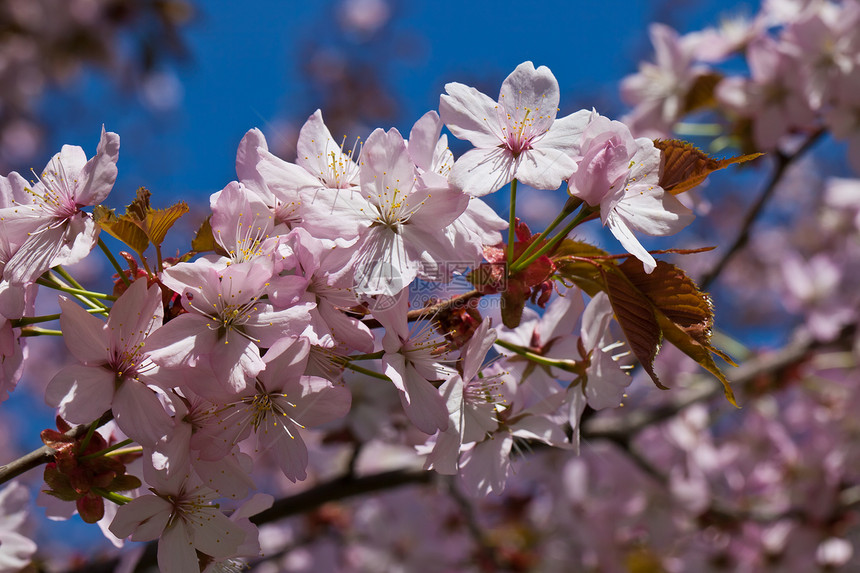 樱花花植物学樱花季节花瓣植物群宏观天空植物粉色蓝色图片