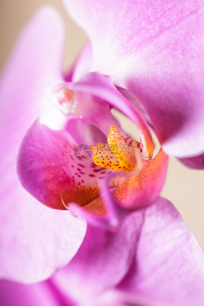 紫兰花花园植物群热带粉色紫色花朵美丽花瓣兰花植物图片