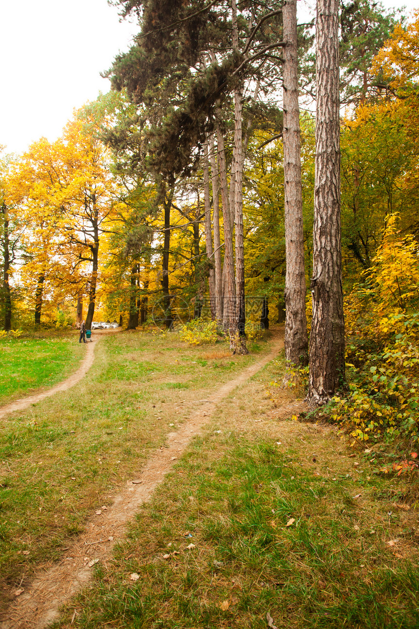 堕落森林活力黄色棕色叶子季节乡村公园树叶小路橙子图片