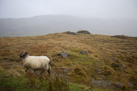 绵羊在雾雾的草地上行走高清图片