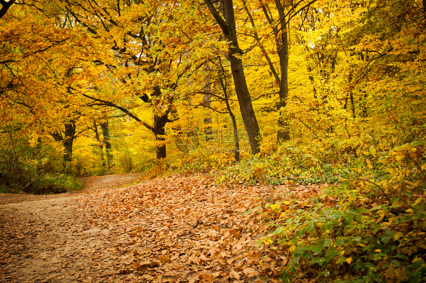 堕落森林风景黄色树叶季节红色叶子棕色环境公园树木图片