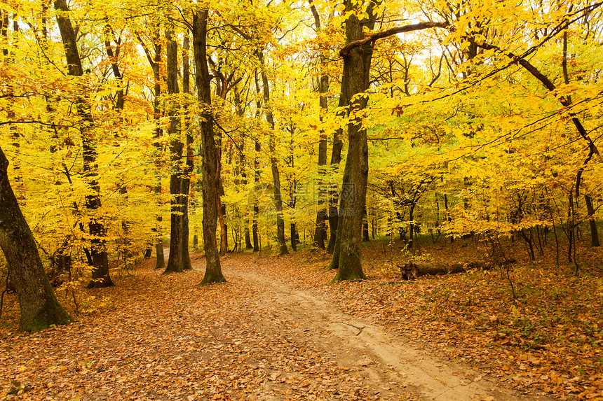 堕落森林活力场景棕色小路植物群黄色环境季节公园叶子图片