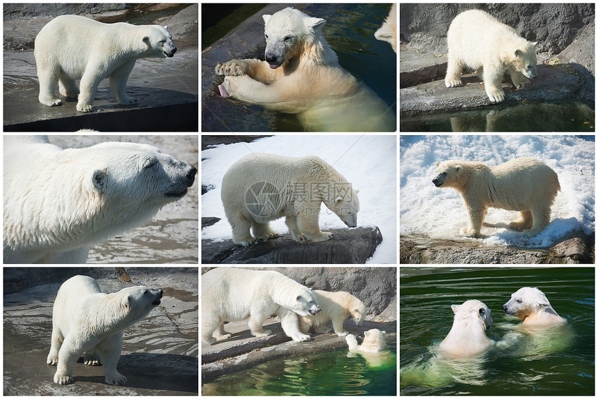 北极熊哺乳动物猎人食肉动物园游泳力量毛皮动物荒野濒危图片