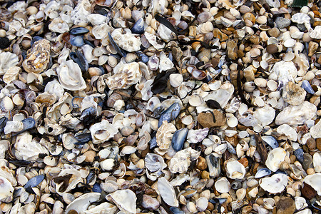 特写海岸上的贝壳背景图片