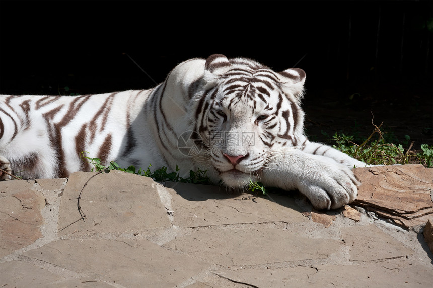 白虎食肉野生动物动物园毛皮荒野哺乳动物条纹动物捕食者白色图片