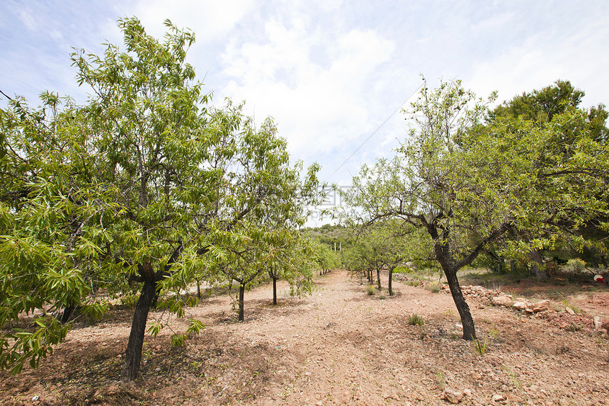 西班牙巴伦西亚地区杏仁林的杏树一行图片