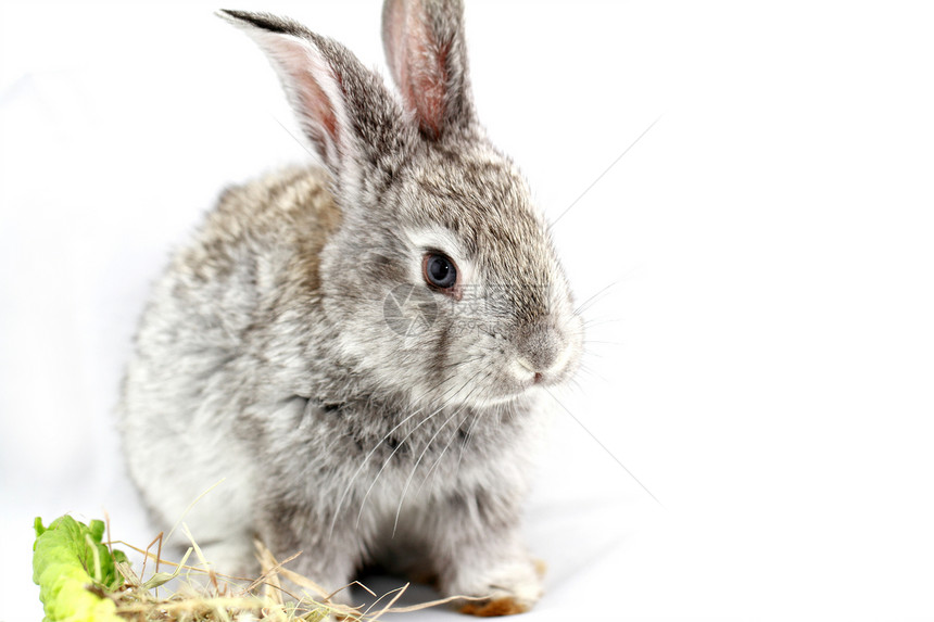 灰兔宏观野兔乐趣荒野哺乳动物灰色耳朵宠物毛皮动物图片