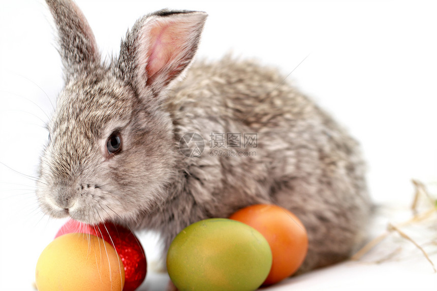 灰兔荒野农业黄色野兔哺乳动物毛皮红色白色灰色乐趣图片