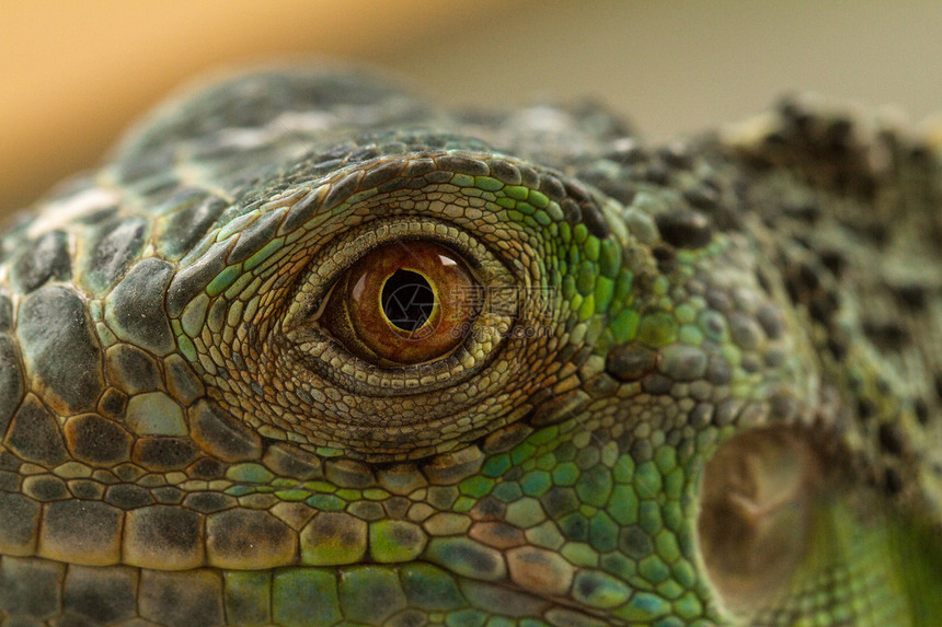 Iguana 眼睛动物爬虫野生动物蜥蜴瞳孔宏观皮肤橙子鬣蜥蓝色图片