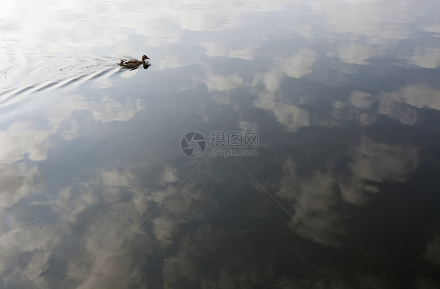 鸭子在湖上野生动物水线动物游泳图片