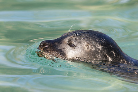 受伤海豹素材游泳海豹哺乳动物海洋潜水屏幕托儿所野生动物动物园荒野动物渠道背景