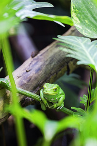 绿猴子树青蛙图片