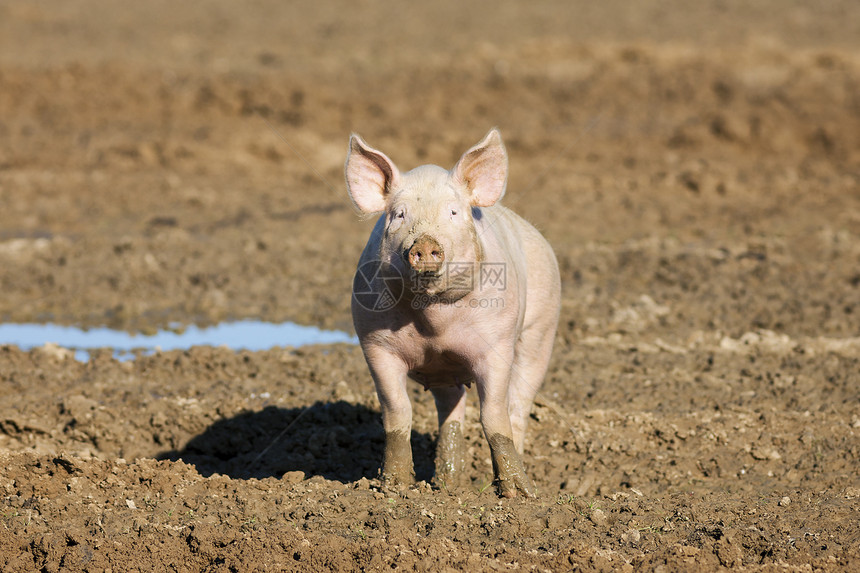 猪品种农业团体鼻子动物猪圈工业饲养家畜养猪场图片