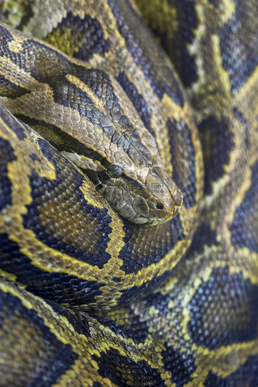 Python 符号异国眼睛情调野生动物宠物濒危捕食者爬虫动物遗传图片