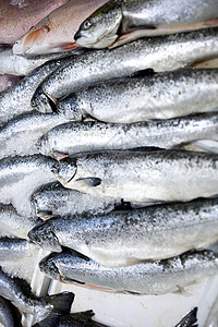 新捕到的红鱼全框架镜头渔业食物健康饮食动物海鲜零售市场特价展示保鲜背景图片