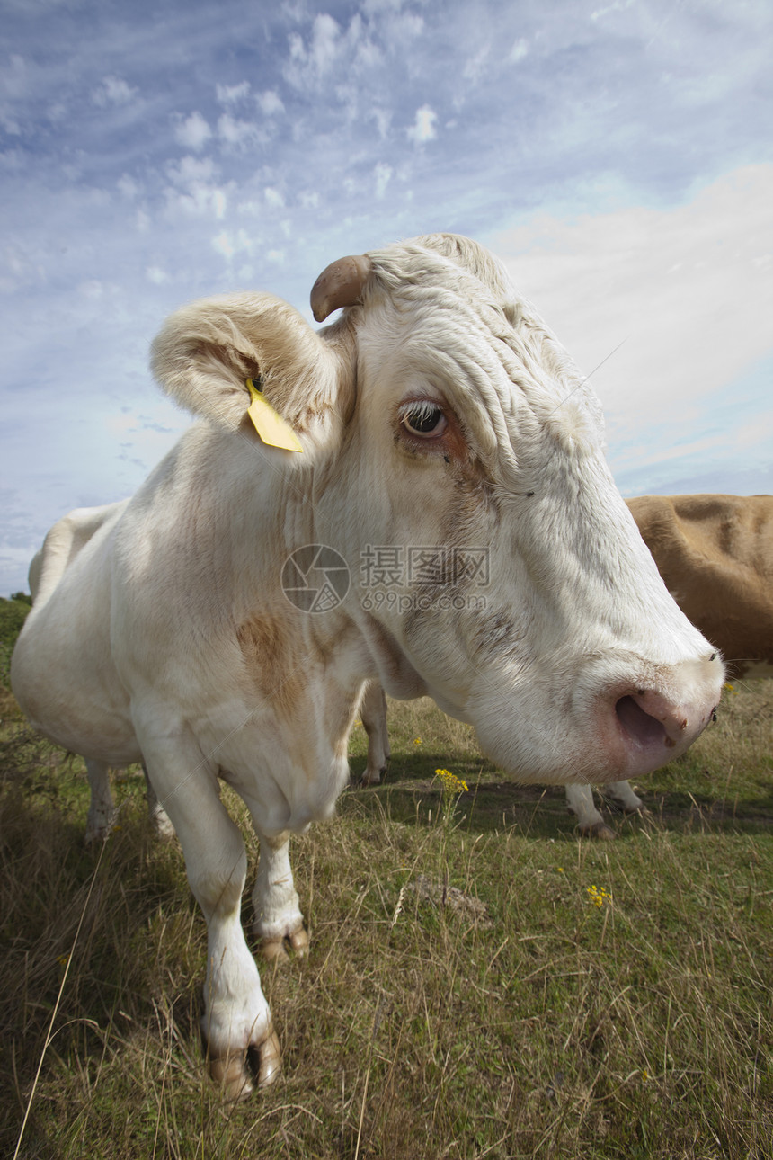 在蓝天上紧紧地堵在笼子里的牛奶牛环境农场表情农业动物一头牛雌性天空季节图片