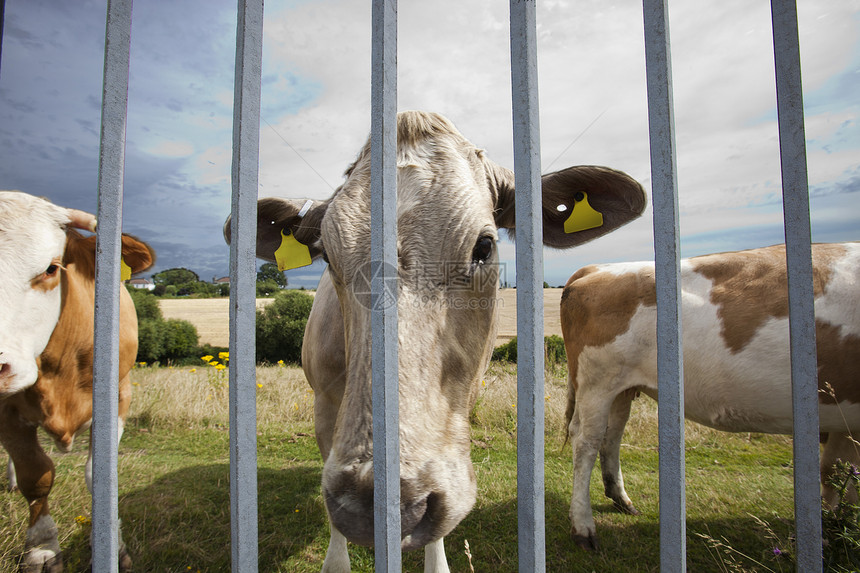 在蓝天上紧紧地堵在笼子里的牛铁丝网标签动物农村环境季节监狱奶牛天空食物图片