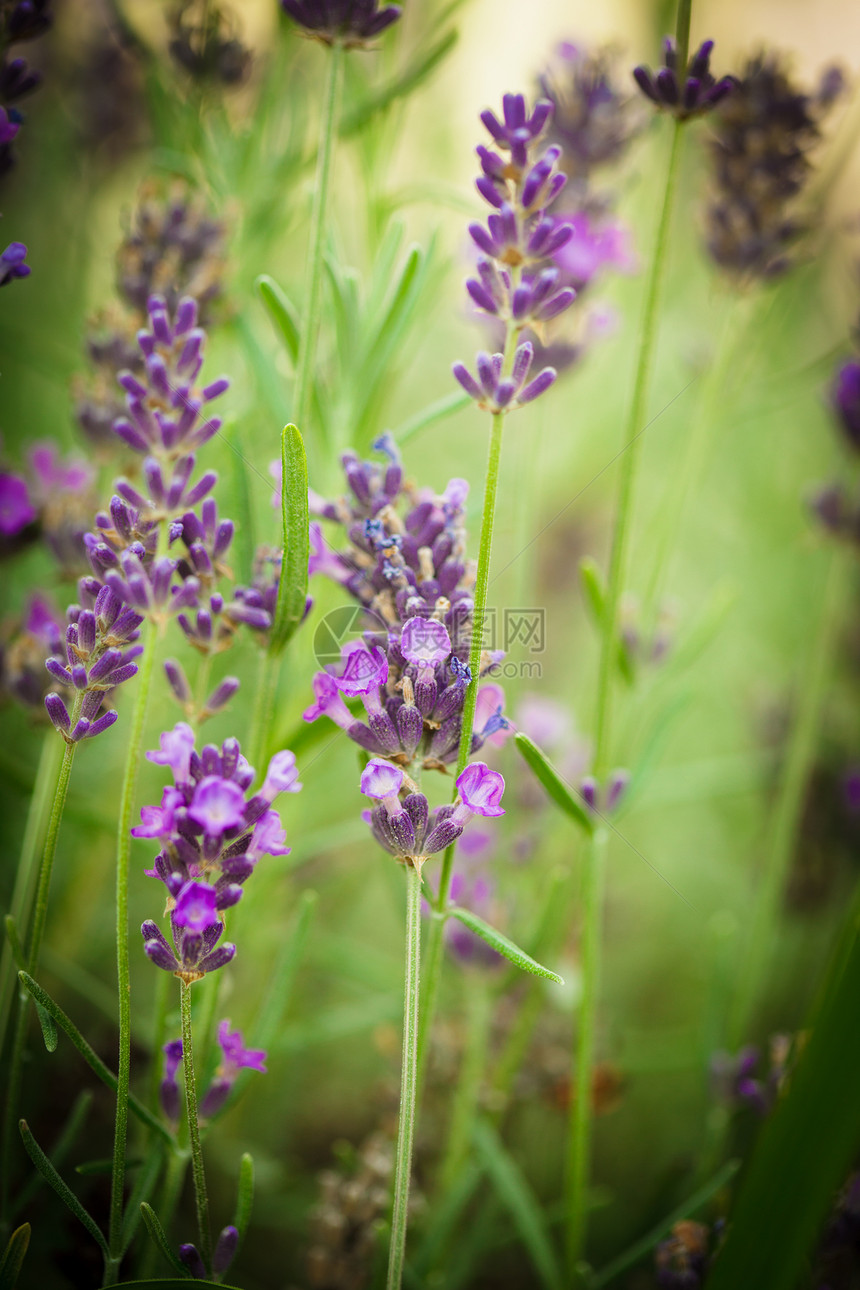 蓝菜花花蓝色药品绿色紫色芳香草本场地农场植物衬套图片