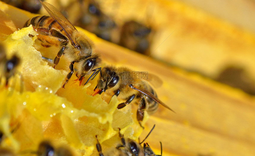 蜂蜜细胞上更多蜜蜂爱好昆虫农场职业蜂蜡蜂房花粉框架农业生产图片