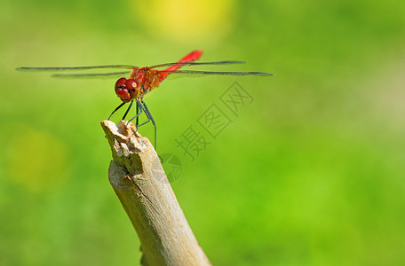 红色蜻蜓坐在树枝上坐着的红色龙蜻蜓动物俗语翅膀橙子池塘昆虫植物公园漏洞背景