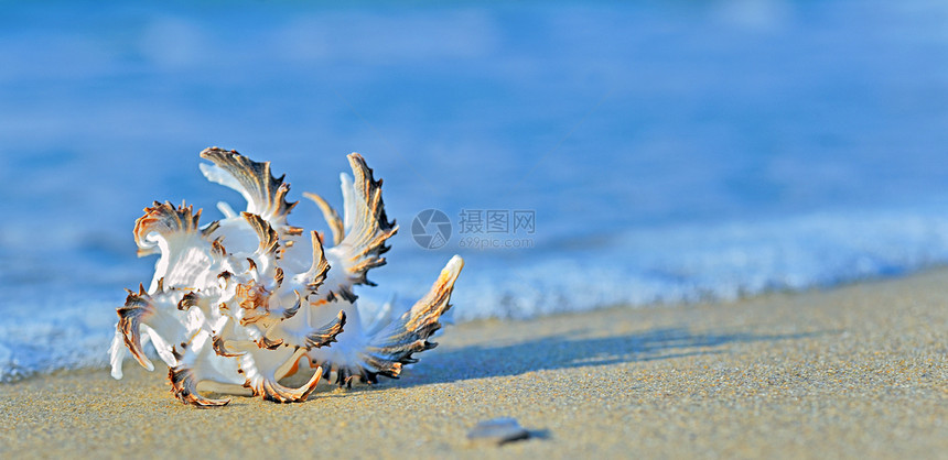 海滩上的贝壳情调日落娱乐游客热带假期棕榈海洋天空海岸图片