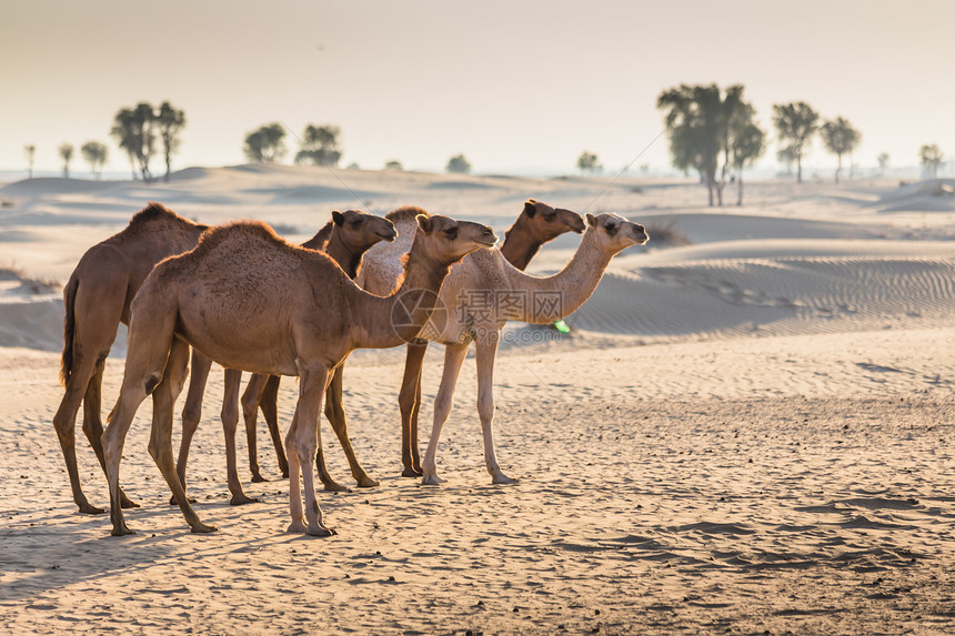 带骆驼的沙漠景观荒野地伦动物野生动物运输大篷车旅游旅行动物群哺乳动物图片