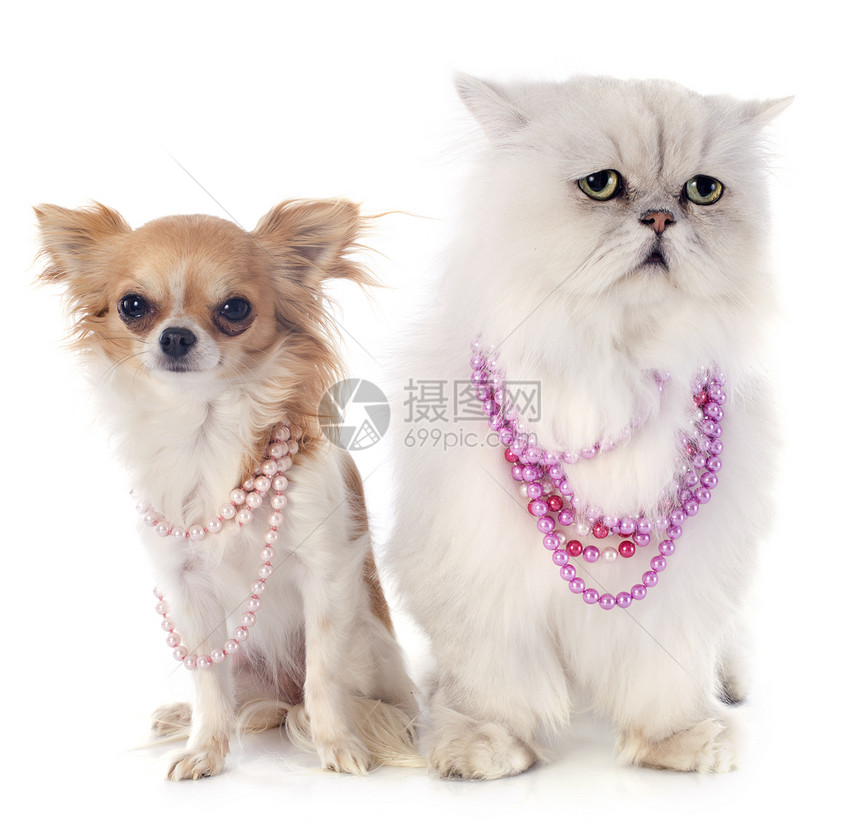 白百日猫和吉娃娃珍珠白色宠物柔软度动物灰色长发衣领珠宝工作室图片