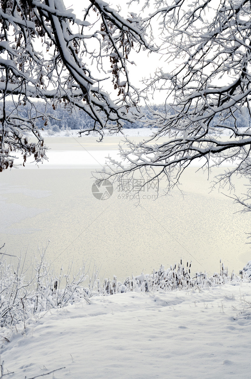 冬季风景 通过雪树枝的边框视图图片