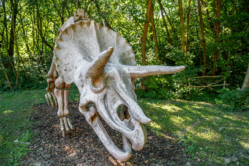 天然本底的化石骨架Fossil动物头骨骨头灭绝历史侏罗纪蜥蜴展览白色骨骼图片