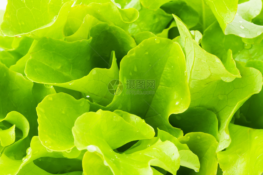 发生活力植物绿色营养健康蔬菜杂货店饮食叶子食物图片