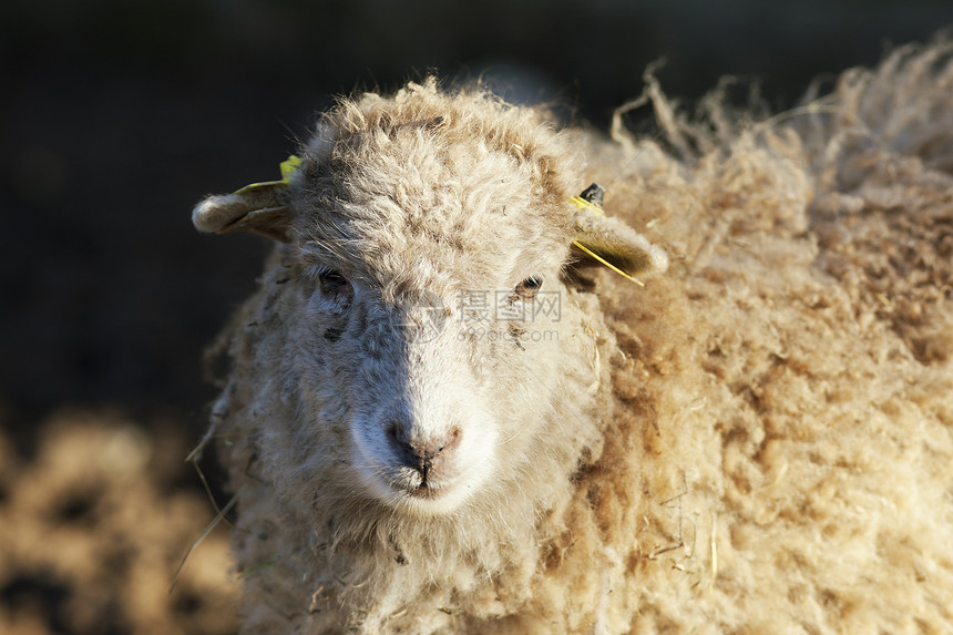 山羊场景鼻子土地农村牧场农业喇叭耳朵皮肤头发图片