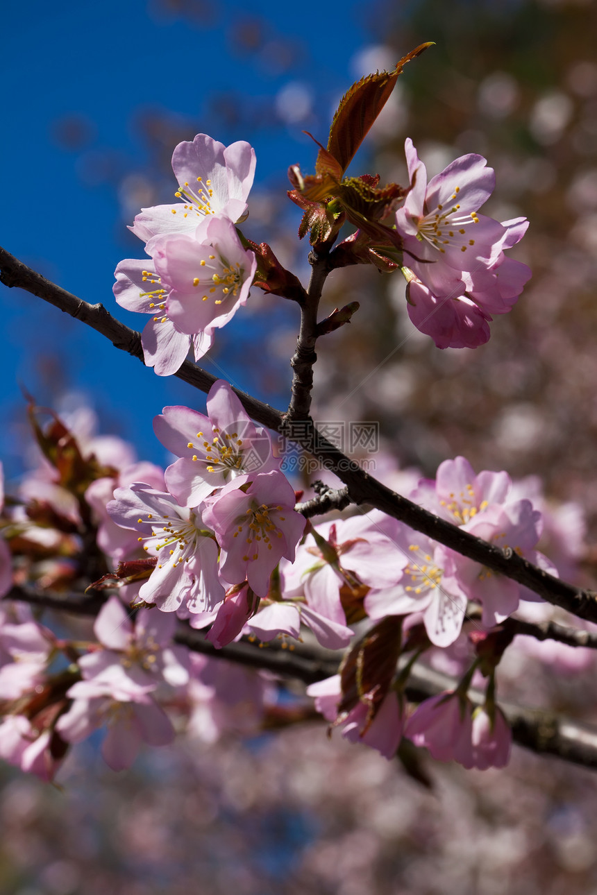 樱花花樱花天空植物学季节粉色花瓣植物群蓝色宏观花园图片