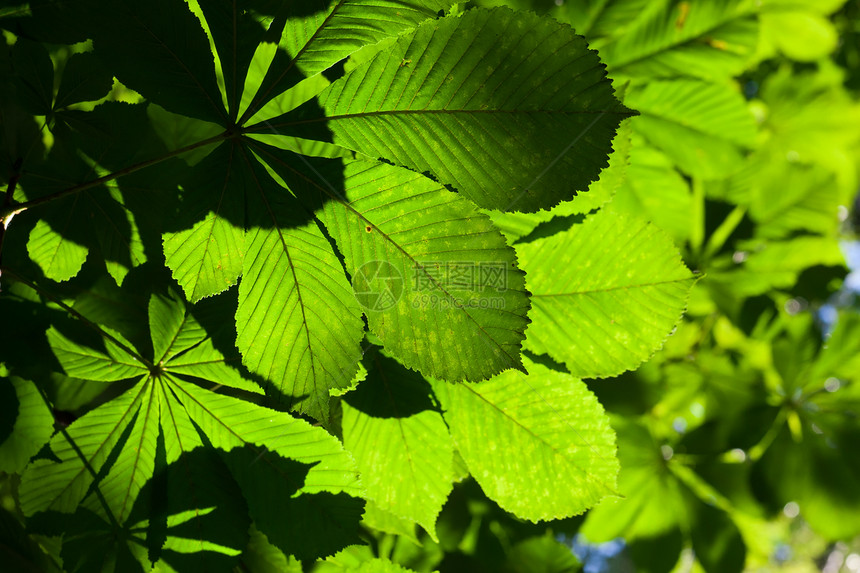 休假背景背景叶子绿色太阳生长树木森林板栗阳光植物环境图片