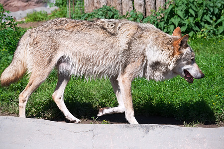 狗园狼动物狼疮哺乳动物犬类毛皮危险野生动物荒野捕食者灰色背景