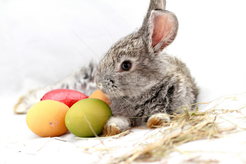 灰兔宏观耳朵红色毛皮宠物白色哺乳动物野兔灰色黄色图片