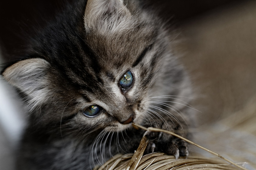 塔比小猫猫科猫咪胡须荒野头发宠物虎斑动物婴儿毛皮图片